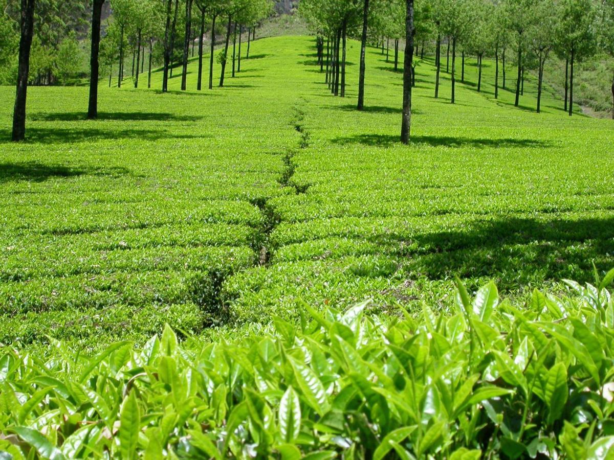 Апартаменты Mistica Munnar Anachal Экстерьер фото