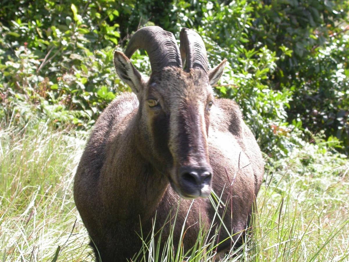 Апартаменты Mistica Munnar Anachal Экстерьер фото