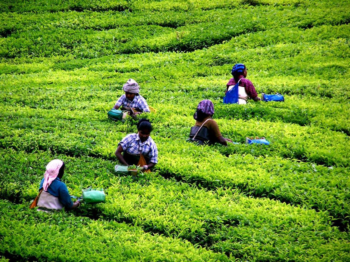 Апартаменты Mistica Munnar Anachal Экстерьер фото