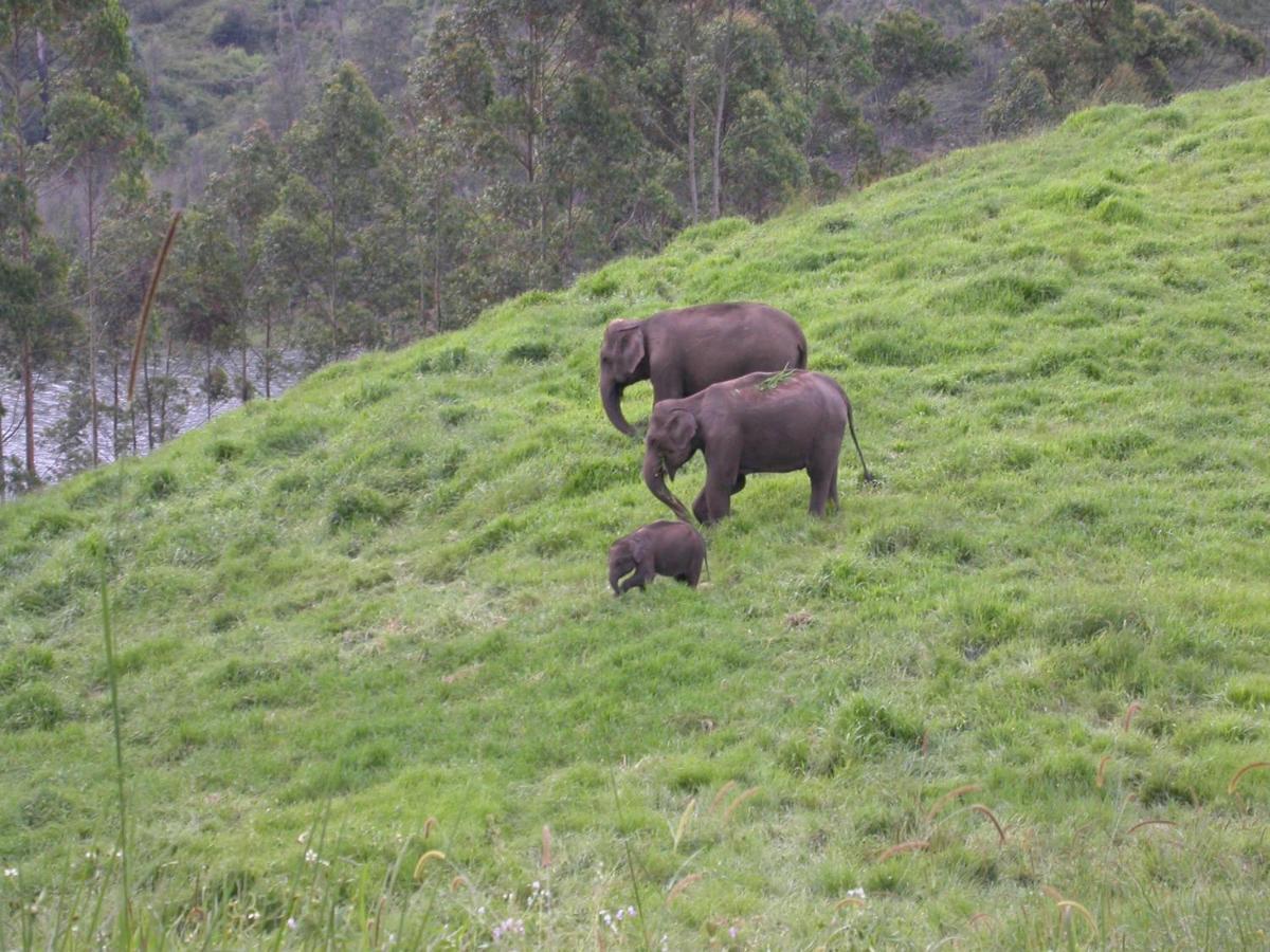Апартаменты Mistica Munnar Anachal Экстерьер фото