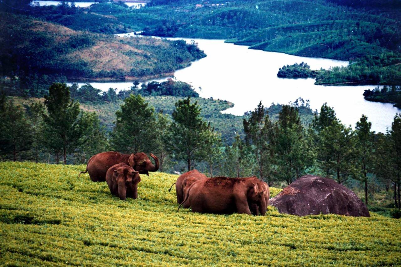 Апартаменты Mistica Munnar Anachal Экстерьер фото