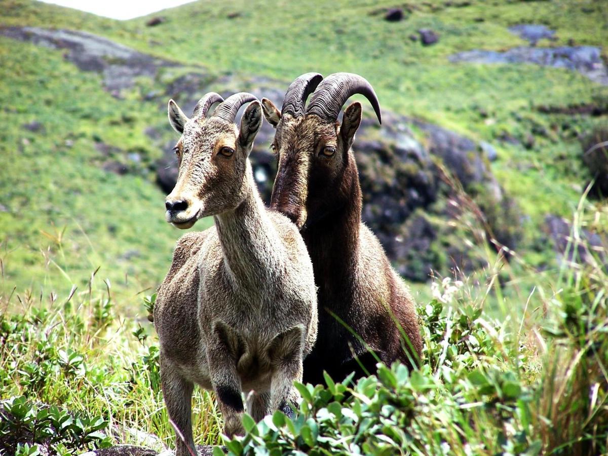 Апартаменты Mistica Munnar Anachal Экстерьер фото